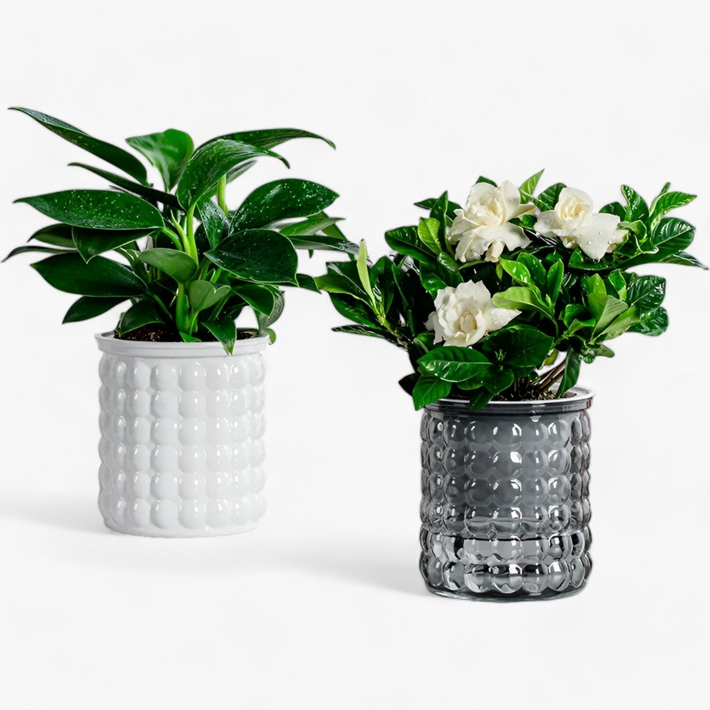 AquaTopf | Selbstbewässernder Blumentopf & Fischbecken