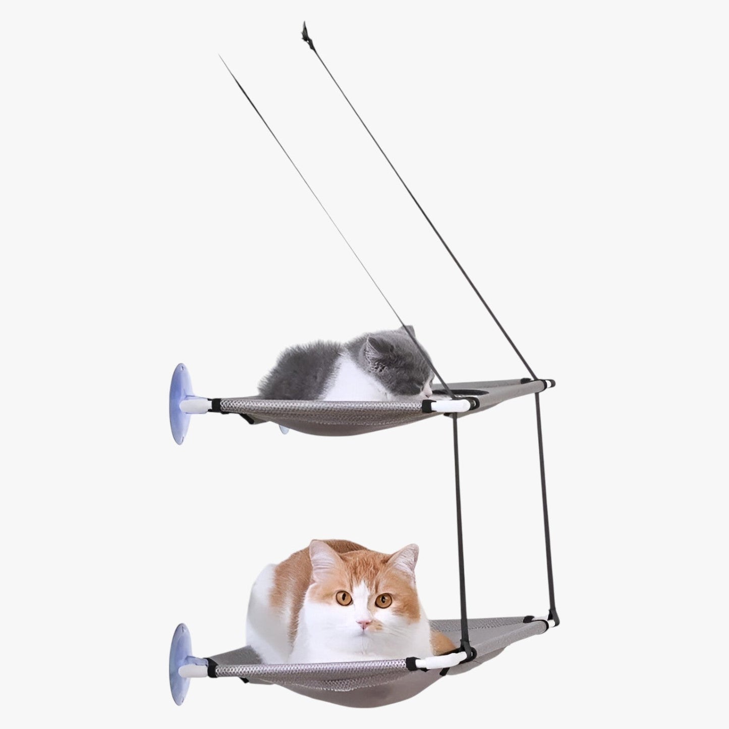 Simba | Sonnige Fensterkatze