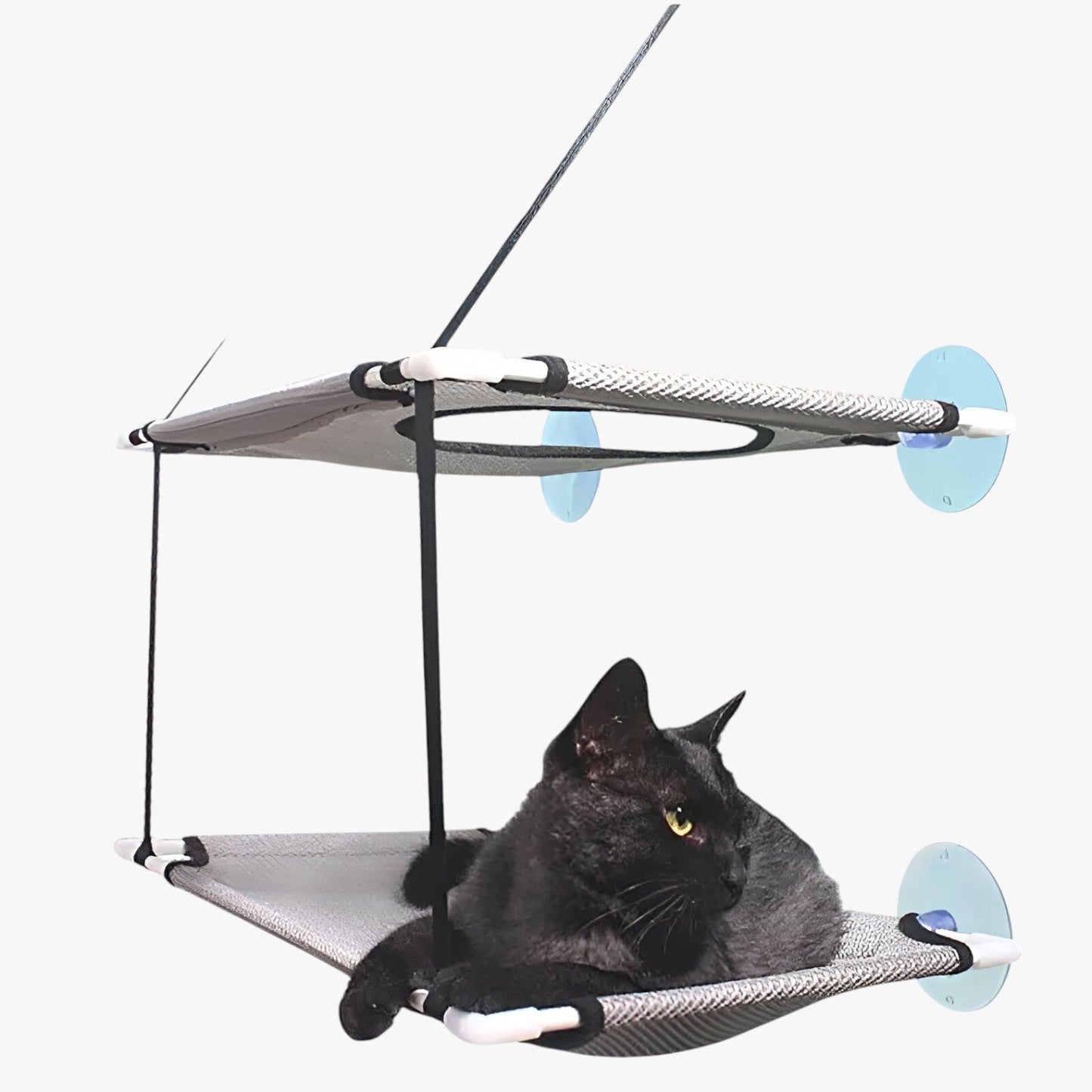 Simba | Sonnige Fensterkatze