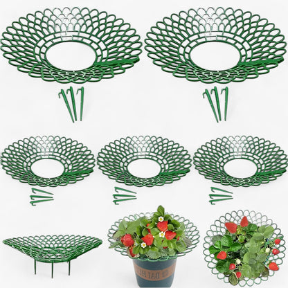 Erdbeer-Pflanzenstützen für gesundes Wachstum