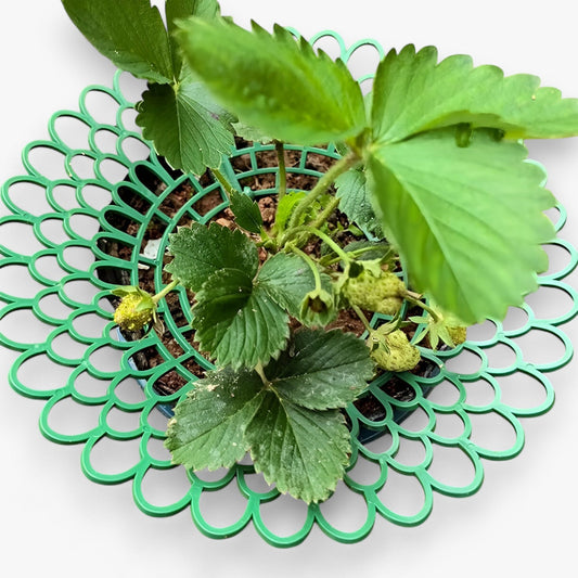 Erdbeer-Pflanzenstützen für gesundes Wachstum