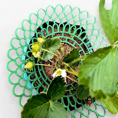 Erdbeer-Pflanzenstützen für gesundes Wachstum