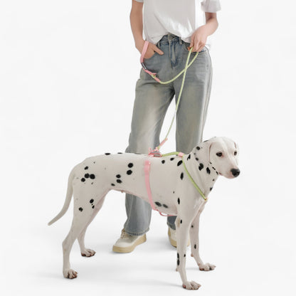 PAWFECT PALS | Hundehalsband-Set - Auffälliges Design mit langlebigem PVC